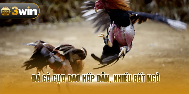 Đá gà cựa dao hấp dẫn, nhiều bất ngờ