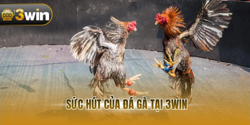 Sức hút của đá gà tại 3WIN